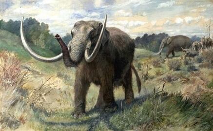 El "mamutfante" será una nueva especie en dos años