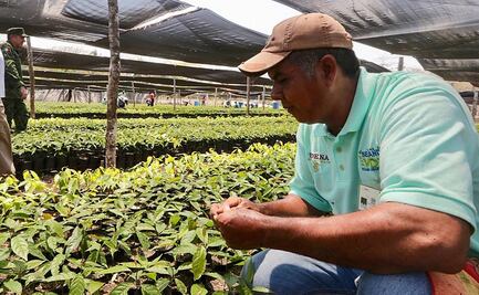 México y Honduras inician segunda fase de Sembrando Vida y Jóvenes Construyendo el Futuro
