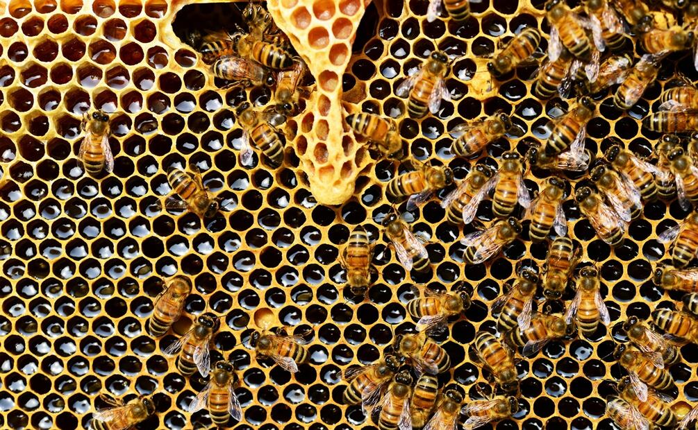 Datos curiosos que quizás no sabías de las abejas. Foto: Pexels