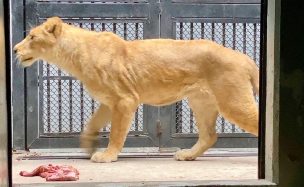 Felinos y primates llegan al Zoológico de Chapultepec tras ser rescatados de santuario en Tlalpan 