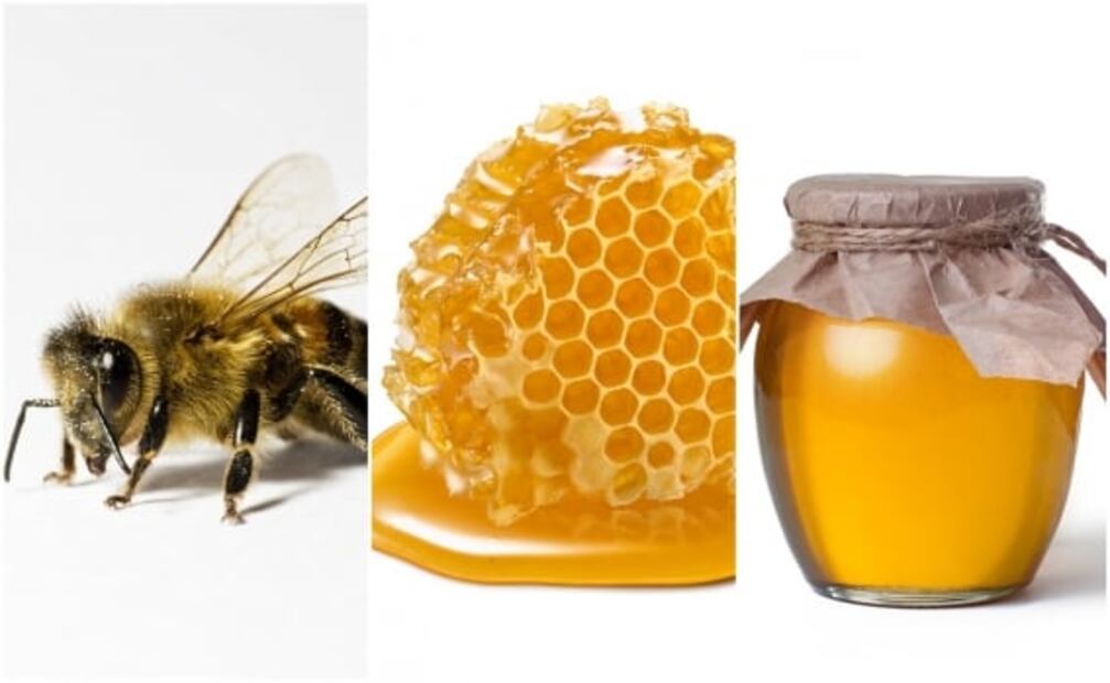 Así es como las abejas elaboran la miel