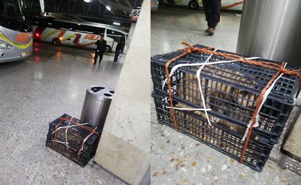 Abandonan a perro dentro de una caja en Central de Autobuses en  Puebla