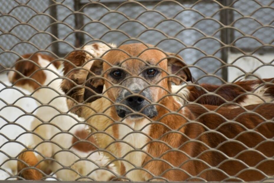 En adopción, los 80 perros rescatados en Neza; presuntamente eran engordados para vender su carne a taquerías