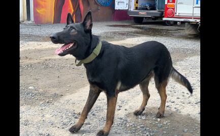 Perrita Tokio debuta como rescatista y recupera un cuerpo tras sismo del 19S