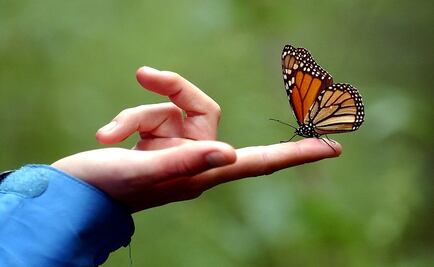 Environmental activist Homero Gómez found dead in Michoacán