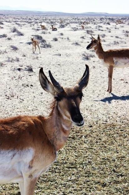 Los atractivos de la Reserva de la Biósfera El Vizcaíno que debes conocer
