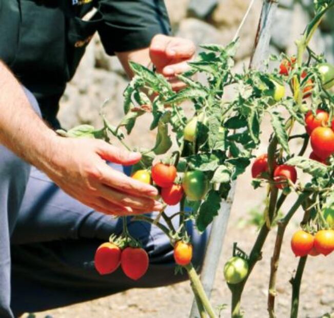 Proyectos de gastronomía sustentable en México