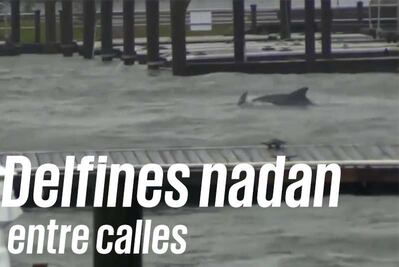 Delfines nadan entre calles de Carolina del Norte por Florence