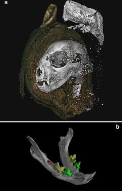 Secretos de momias de animales, develados con tecnología de imágenes 3D