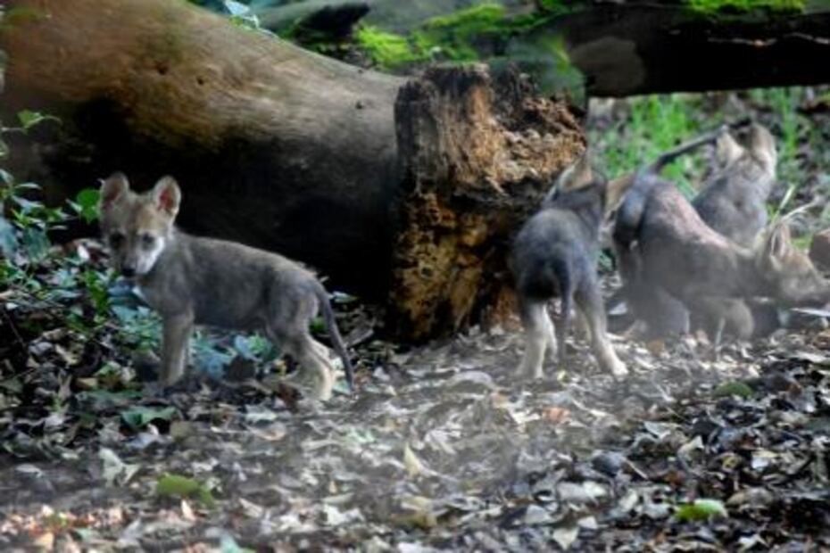 Nacen siete crías de Lobo Mexicano en el zoológico Los Coyotes