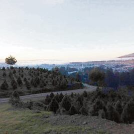 Listos, 50 mil árboles naturales para Navidad 