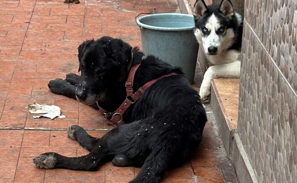 Rescatan a 6 perritos víctimas de maltrato en Venustiano Carranza y Azcapotzalco de la CDMX (18/07/2025). Foto: Especial