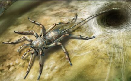 Hallan una araña con cola preservada en ámbar de hace 100 millones de años