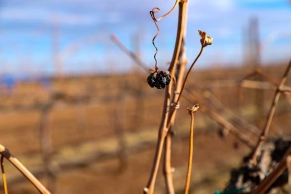 ¡Ah Chihuahua!, la viticultura que sorprende al norte del país
