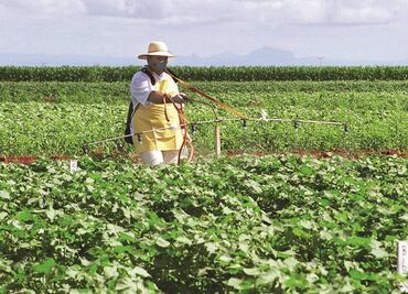 Alimentos modificados, tan seguros como los naturales: especialistas