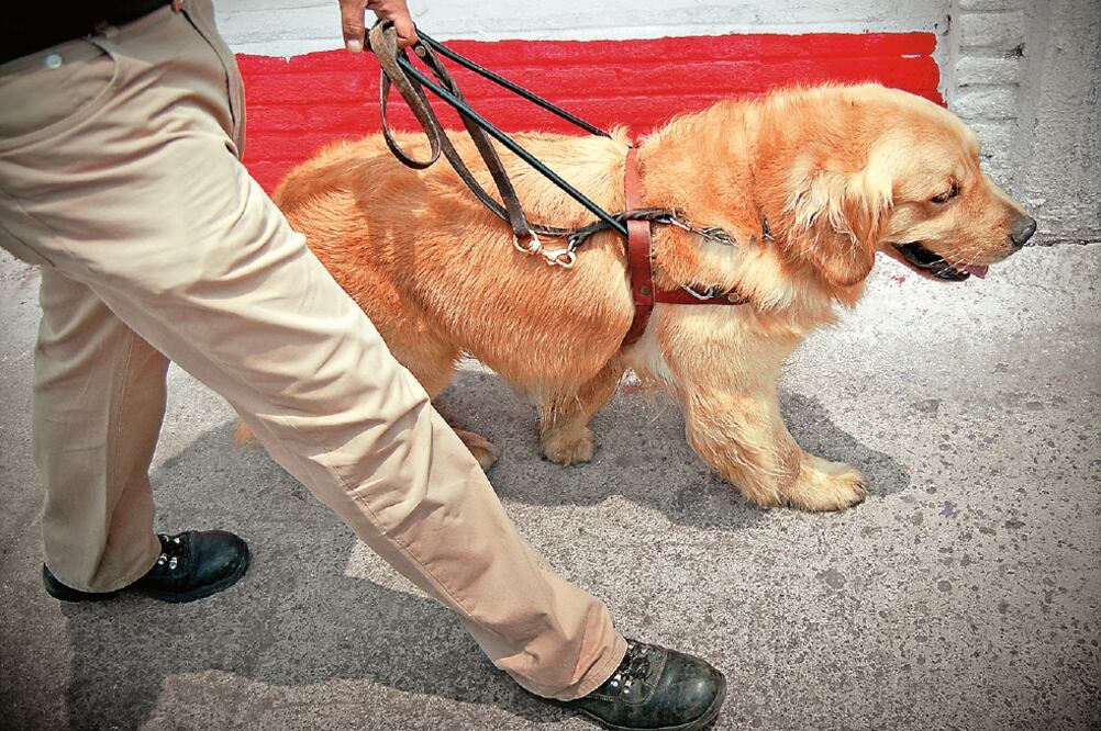 El transporte público y privado niegan al servicios a los invidentes con perros guía (ARCHIVO EL UNIVERSAL)