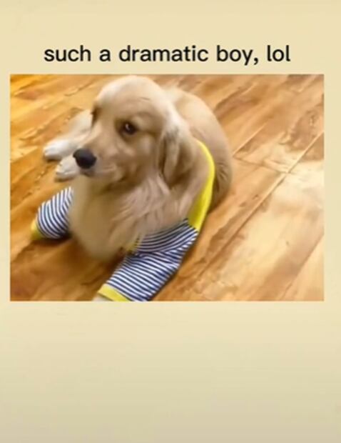 Perro causa furor en Tik Tok por fingir su muerte tras ser "atropellado"