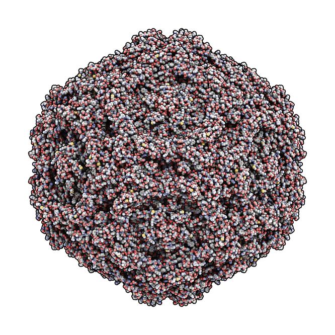 Estructura cristalográfica de la partícula similar a virus del parvovirus humano B19 (ESPECIAL)