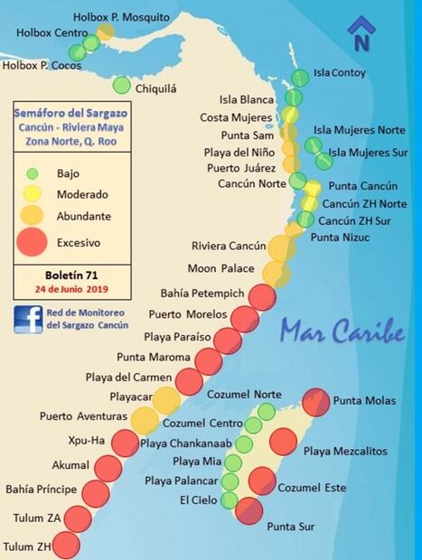 Qué es el sargazo y en qué playas mexicanas se encuentra