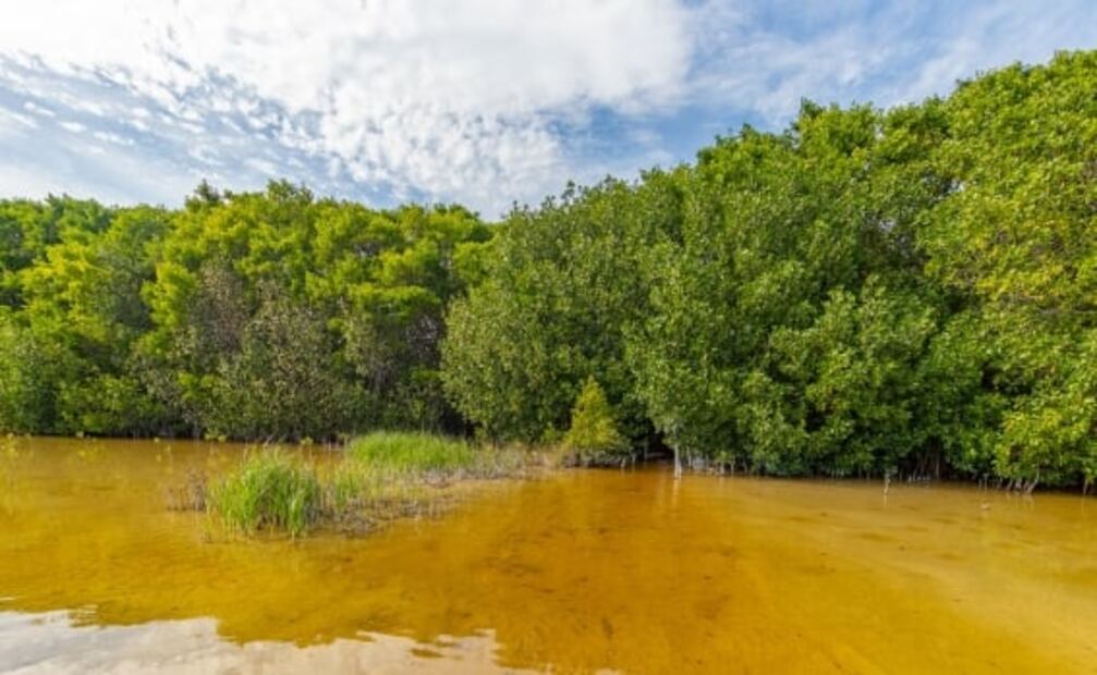 La playa de Sisal y sus manglares, en Yucatán