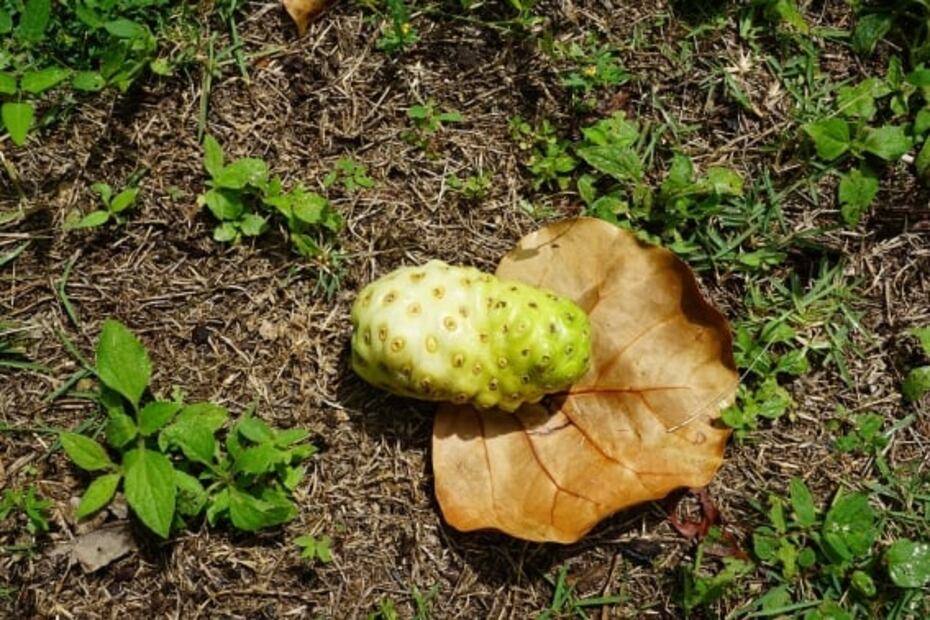 Descubre los beneficios del noni