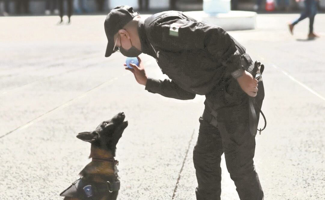 Aunque los perros tienen cuatro meses, ya se nota el vínculo con su entrenador. fotos: ERNESTO ÁLVAREZ. el universal Por su edad, el entrenamiento comienza con juegos para que sigan una pelota.