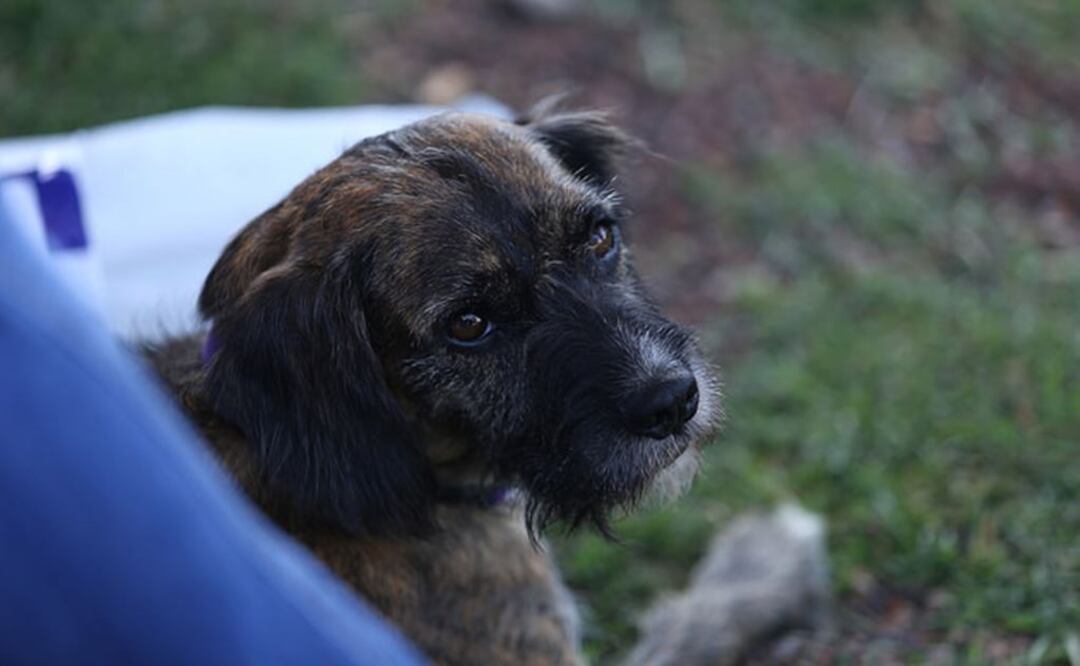 Foto: Cortesía STC Metro