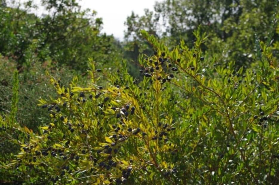 Conoce la infusión de arrayán y aprovecha sus beneficios