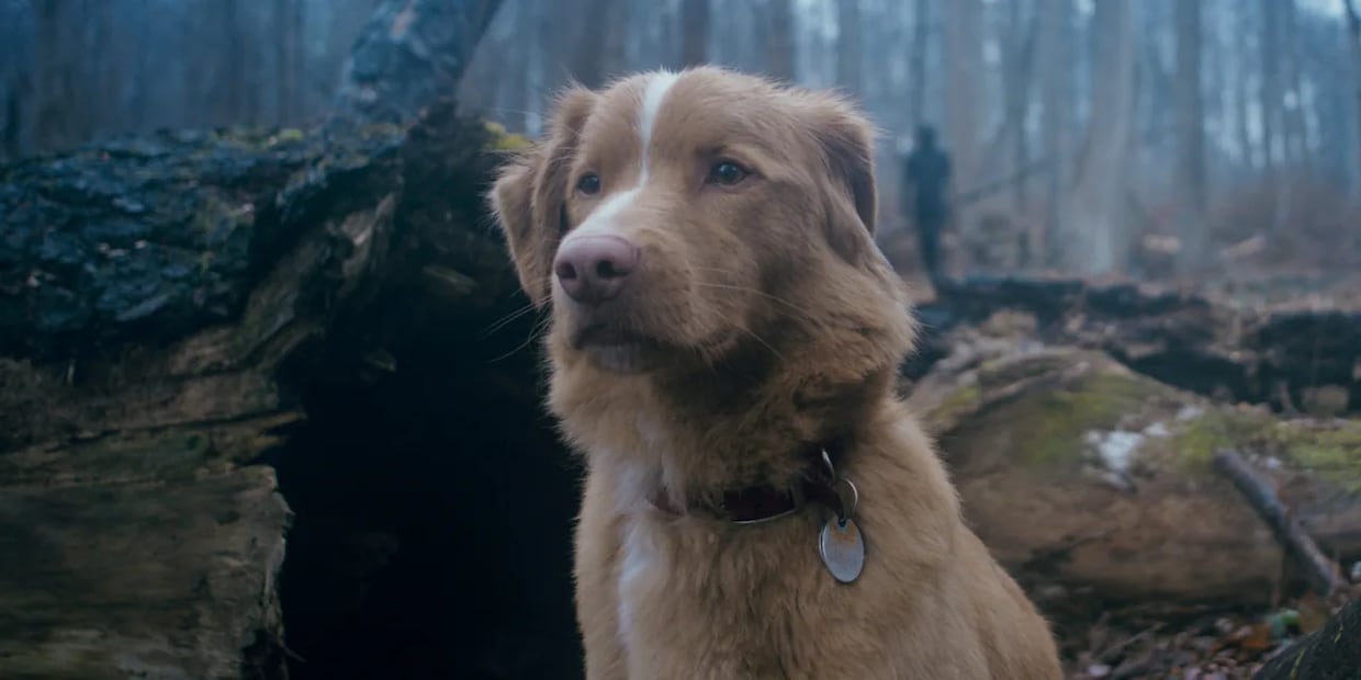 Indy en Good Boy (2025). Foto: IMDb
