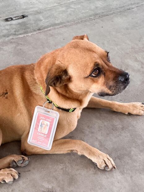 Personal del medio de transporte cuidó al perrito e incluso le pusieron un gafete. Foto: Redes sociales
