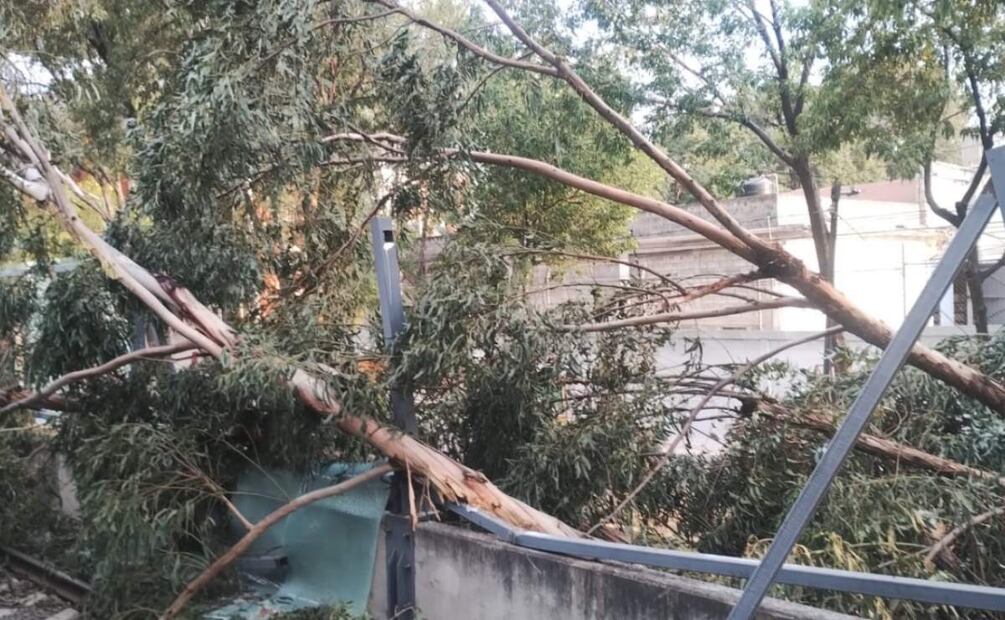 Caída de árbol sobre las vías del Tren Ligero en la estación La Noria (02/05/2025). Foto: X (@STECDMX)