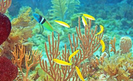 El pez hembra que desarrolla testículos cuando desaparece el macho
