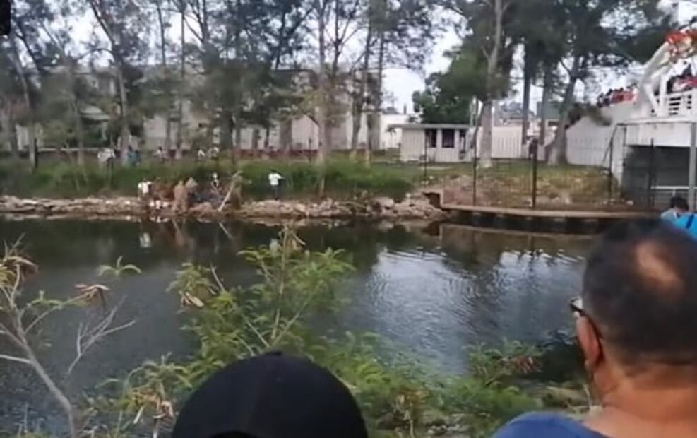 Cocodrilo mata a mujer que lavaba ropa a la orilla de un canal en Tampico, Tamaulipas