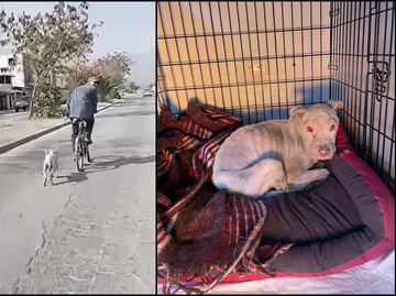 Sujeto en bicicleta arrastra a perrita amarrada del cuello en Escobedo, Nuevo León; autoridades investigan