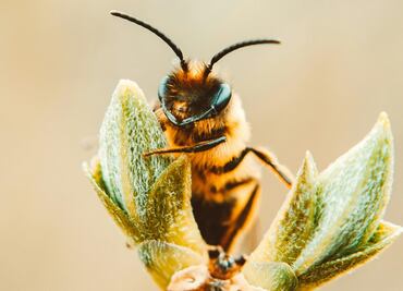 10 datos sobre las abejas