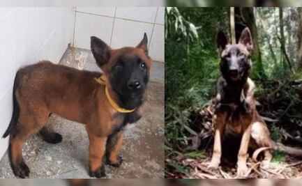 Adiós a Wilson: piden recordar a perrito rescatista como un héroe