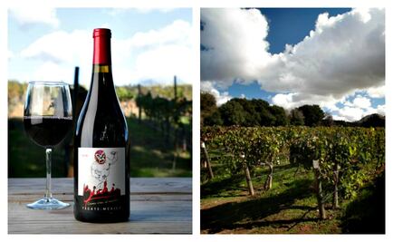 Bichi: al vino se respeta