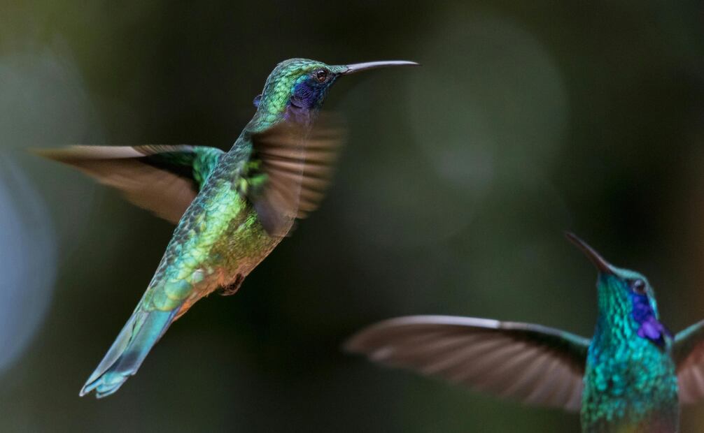 En grandes metrópolis, como la Ciudad de México, hay muchos colibríes, pero no suficientes flores silvestres, por lo que puedes ayudarlos a sobrevivir instalando bebederos afuera de tu casa. Foto: Canva