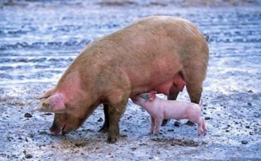 La verdad sobre la carne de cerdo