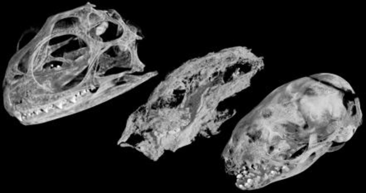 Descubren fósiles de un mamífero con sus 38 crías de hace 184 millones de años