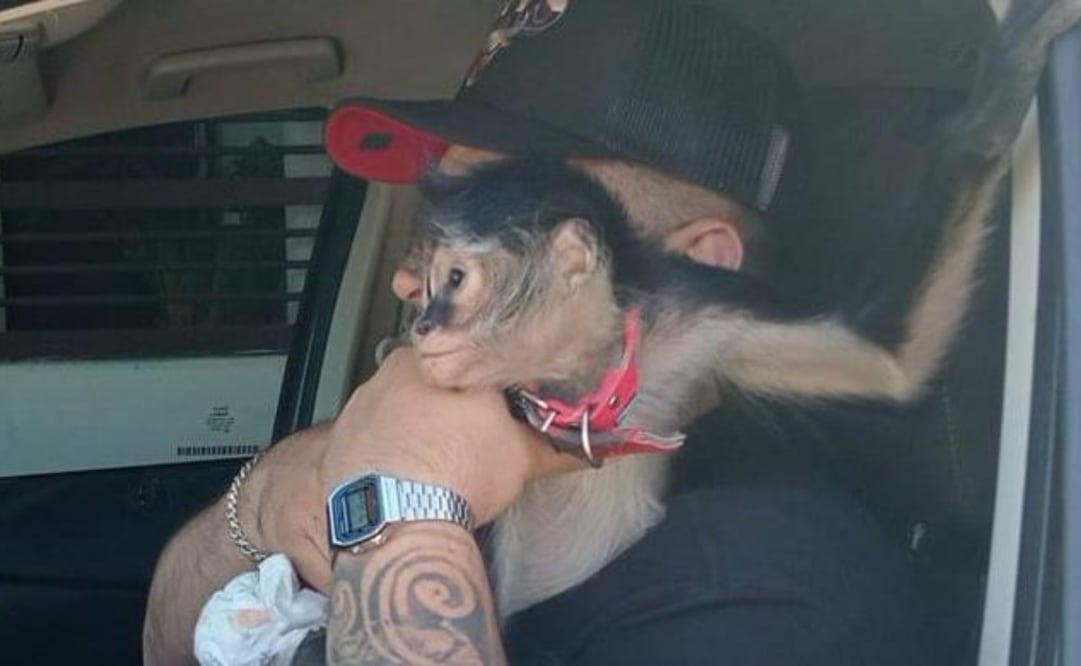 Al llegar, personal de Protección Civil logró rescatar al animal, que traía pañal y una correa este lunes 10 de marzo del 2025. Foto: Especial/El Universal