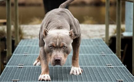 Mamá muere de un paro cardíaco al ver un pitbull “fuera de sí” perseguir a su hijo