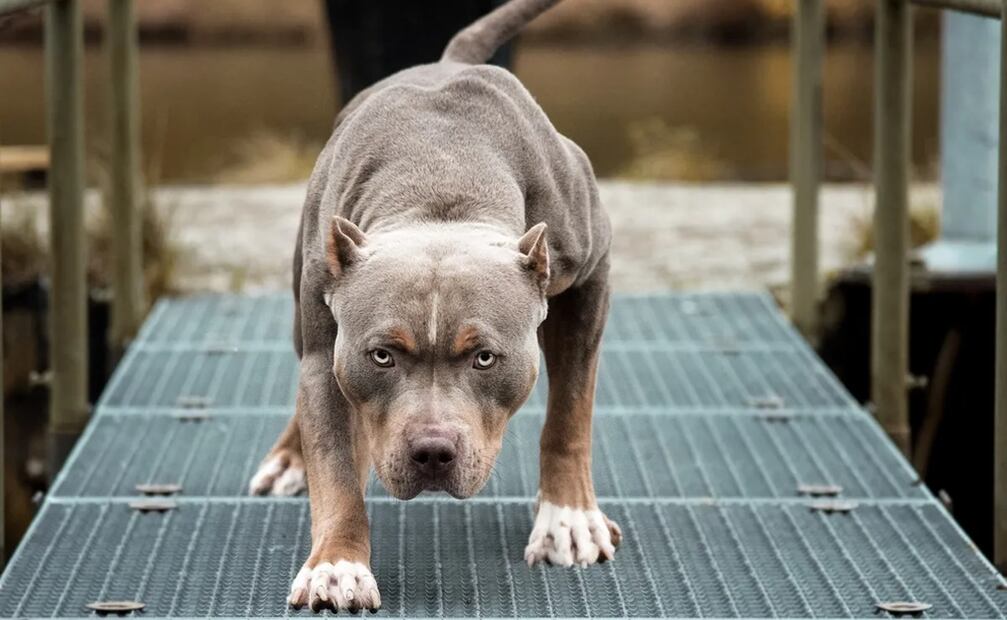 Defensores de los derechos de los animales han puntualizado que es necesario no satanizar a ninguna raza de canes en particular. Foto liustrativa: Shutterstock