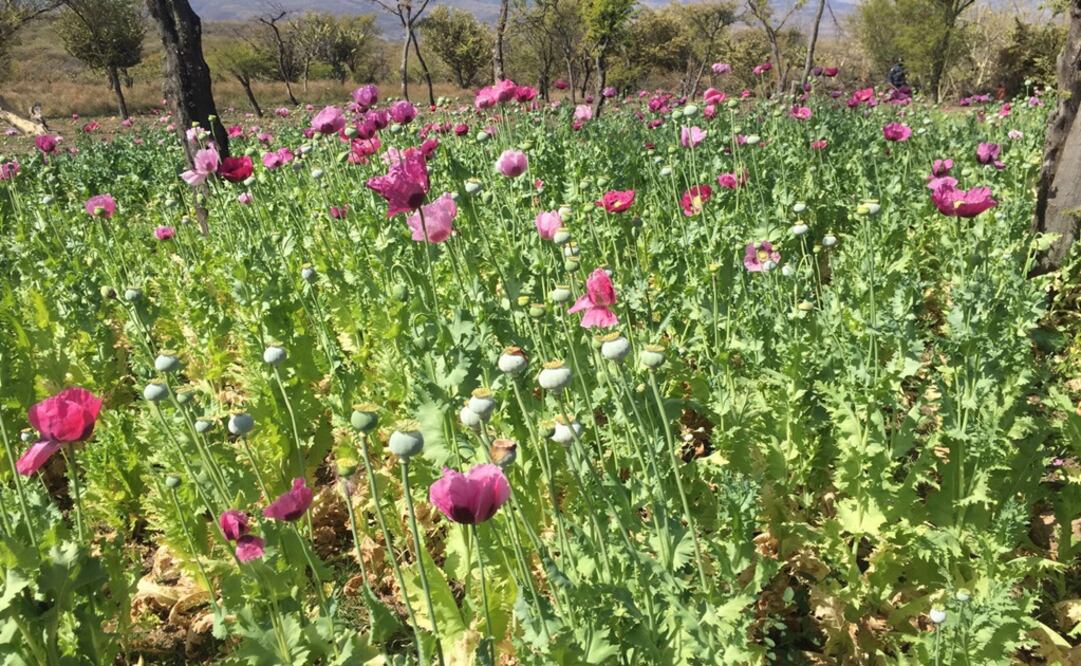 La amapola es utilizada para la fabricación de drogas como la heroína y morfina, así como para la elaboración de otros potentes narcóticos. Foto: Archivo/ EL UNIVERSAL