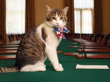 Larry el gato, que vive en Downing Street, le envía "importante" mensaje a Keir Starmer, nuevo premier británico