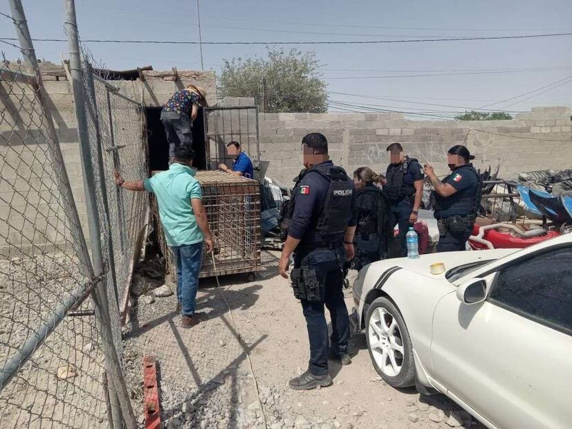 Profepa rescata en Ciudad Juárez a tigre de bengala. Foto: Especial