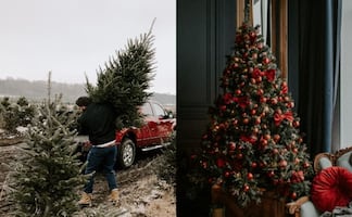 ¿Árbol de Navidad natural o artificial? La UNAM revela cuál es la mejor opción