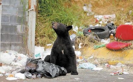Nuevo León registra 192 avistamientos de osos en 2024; Monterrey, municipio con más presencia de los mamíferos