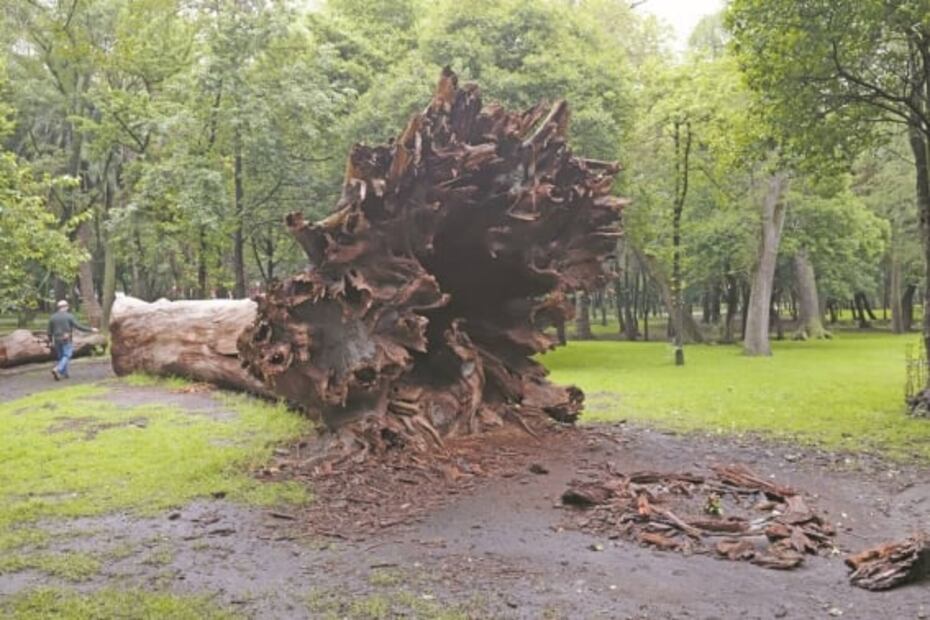 Los ahuehuetes de Chapultepec, árboles sagrados, pero profanados