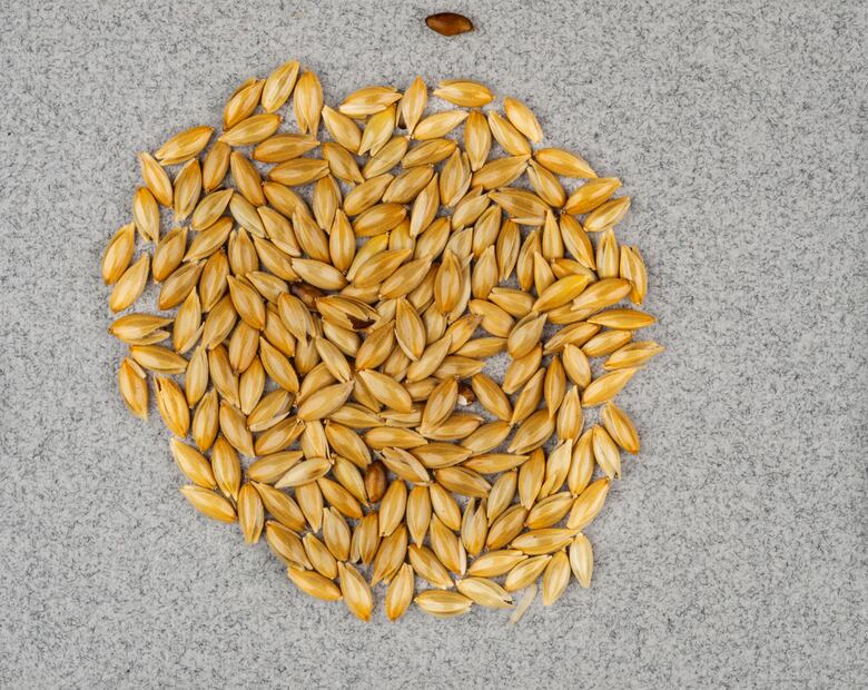 Descubre los beneficios de este grano para las personas con diabetes. Foto: iStock